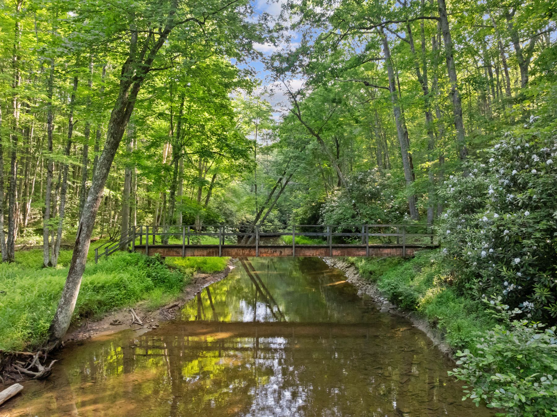 A wooden bridge crossing the creek beneath the forest canopy upstream from the lake